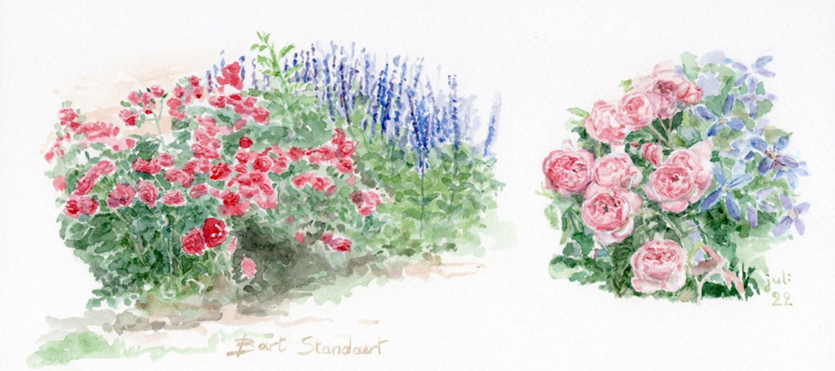 Plantencombinaties met rozen in aquarel